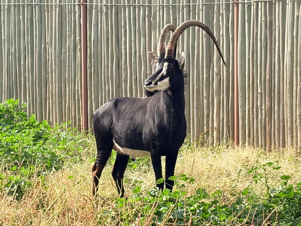 46 5/8" Sable bull